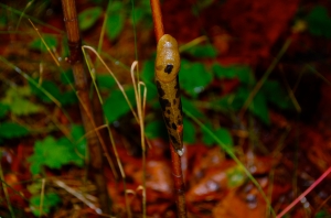 Gorgeous slug enjoying the dampness—C.Helbig