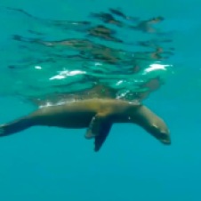 Los Islotes sea lion—Ruben Sandoval, David Oguey