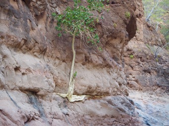 Tree growing in rock—C.Helbig