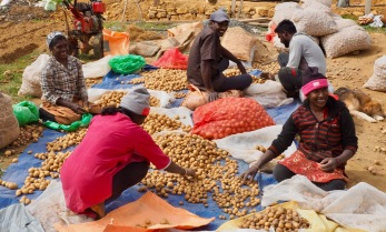 Potato farmers in Nuwara Eliya